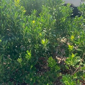 Meet your Posher, Margaret